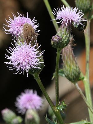 Cirsium arvense (9.7.2005)