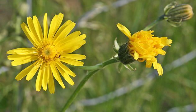 Crepis biennis
