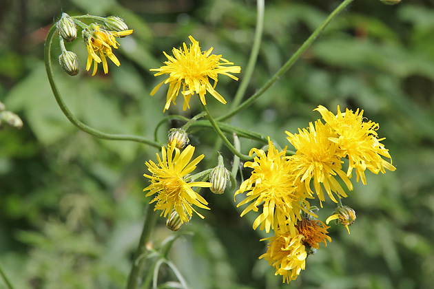 Crepis biennis
