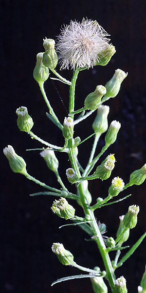 Erigeron canadensis