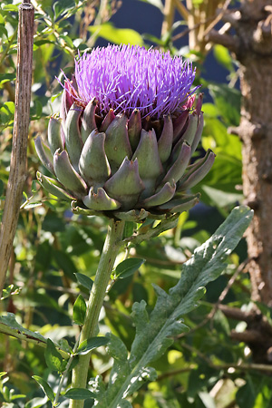 Cynara cardunculus subsp. scolymus (2.8.2015) Cynara cardunculus subsp. scolymus