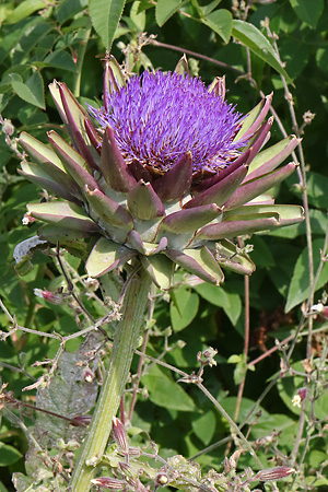 Cynara cardunculus subsp. scolymus (2.8.2015) Cynara cardunculus subsp. scolymus