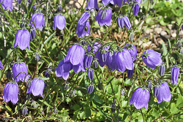 Campanula cochleariifolia