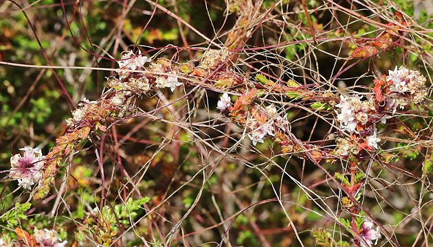 Cuscuta epithymum
