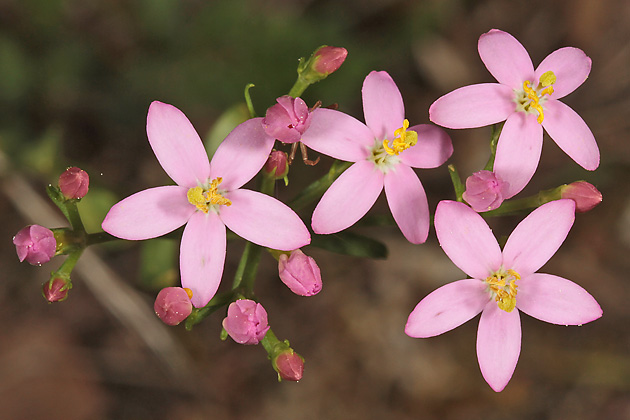 Centaurium erythraea