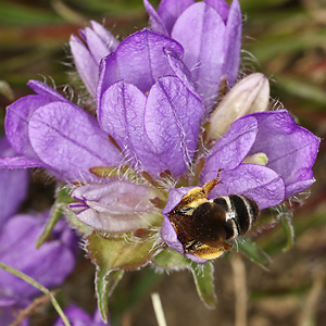 Campanula foliosa