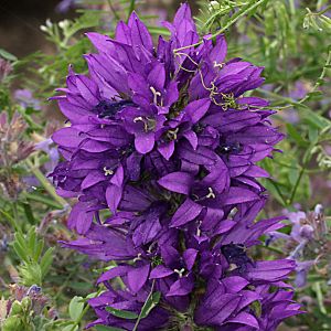 Campanula glomerata