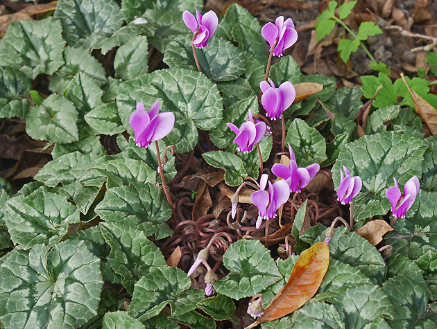 Cyclamen hederifolium