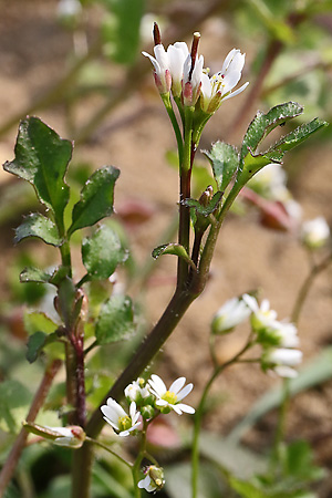 Cardamine hirsuta