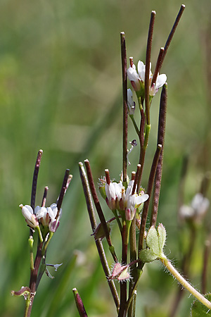 Cardamine hirsuta
