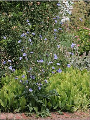 Cichorium intybus