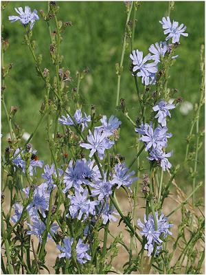 Cichorium intybus