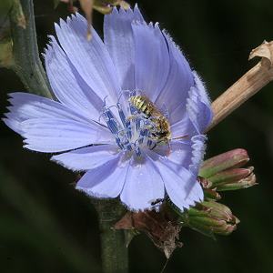 Cichorium intybus