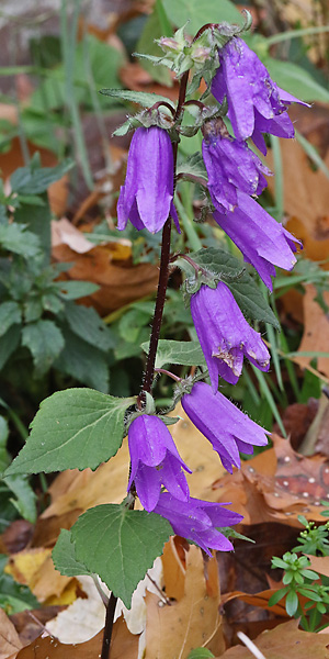 Campanula latifolia