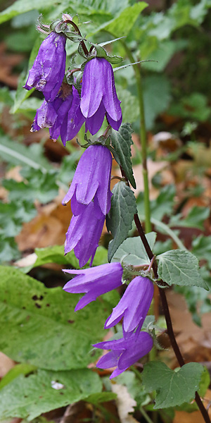 Campanula latifolia