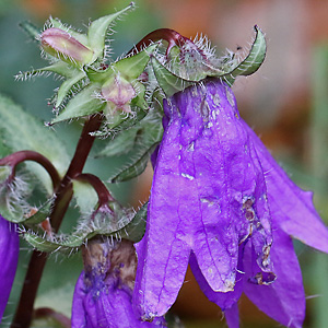 Campanula latifolia