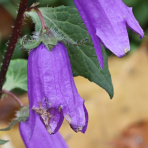 Campanula latifolia
