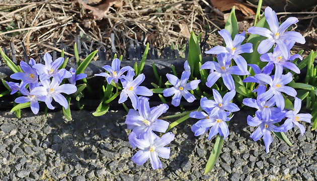 Chionodoxa luciliae