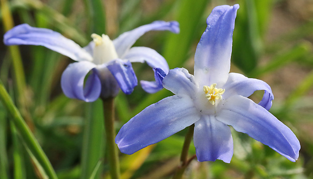 Chionodoxa luciliae