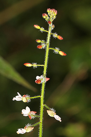 Circaea lutetiana