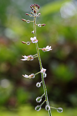 Circaea lutetiana