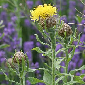 Centaurea macrocephala (17.6.2007)