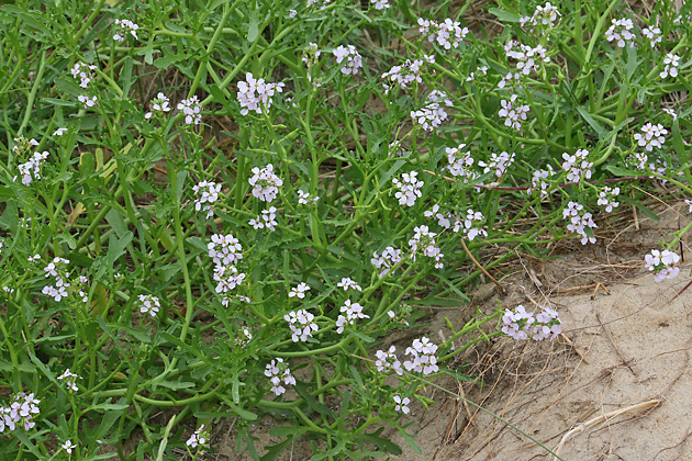 Cakile maritima