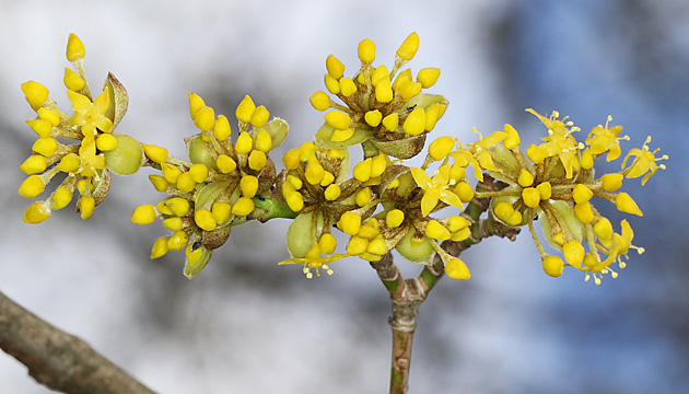 Cornus mas