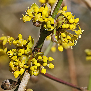 Cornus mas