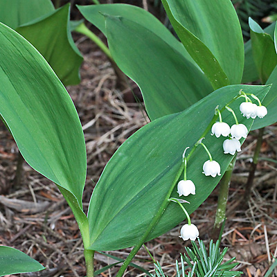 Convallaria majalis