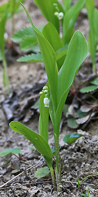 Convallaria majalis