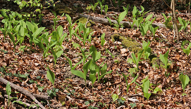 Convallaria majalis