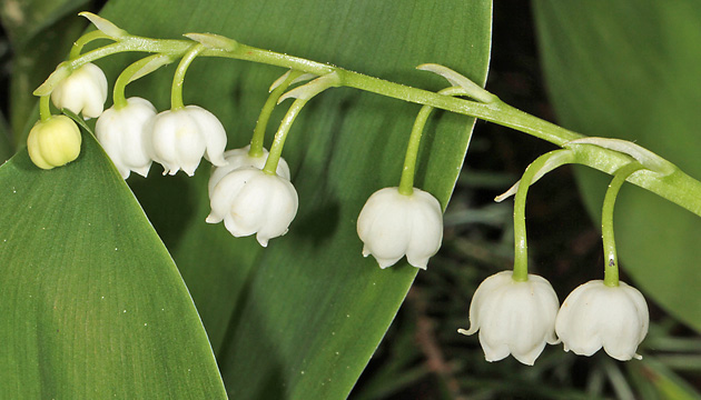 Convallaria majalis