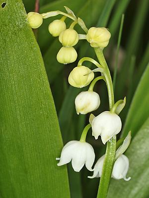 Convallaria majalis