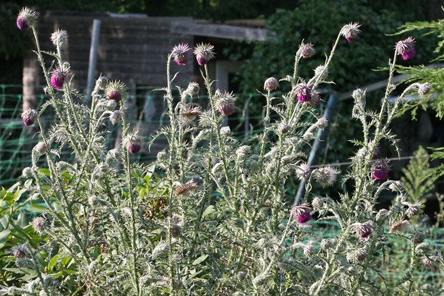 Carduus nutans (18.7.2007) Carduus nutans