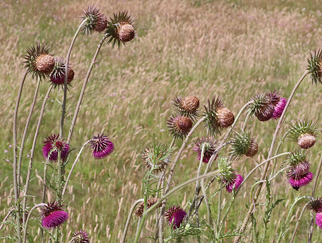 Carduus nutans (4.7.2022)