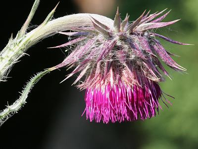 Carduus nutans (18.7.2007) Carduus nutans