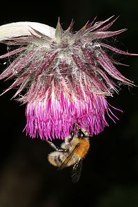 Carduus nutans (18.7.2007) Carduus nutans