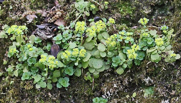 Chrysosplenium oppositifolium