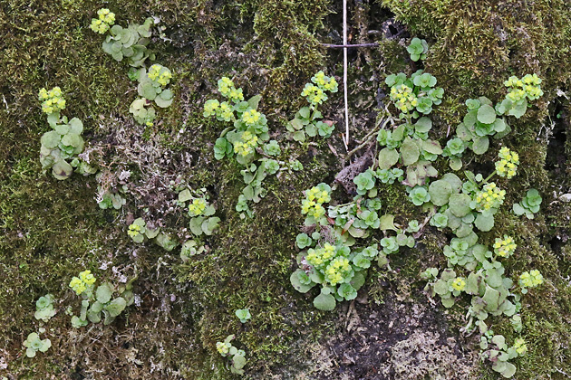Chrysosplenium oppositifolium