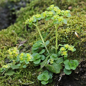 Chrysosplenium oppositifolium