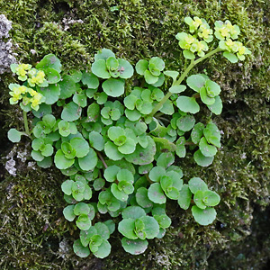 Chrysosplenium oppositifolium