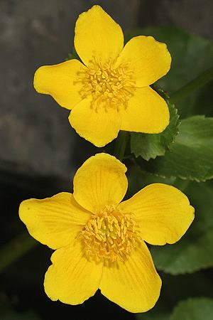 Caltha palustris