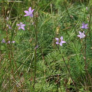 Campanula patula
