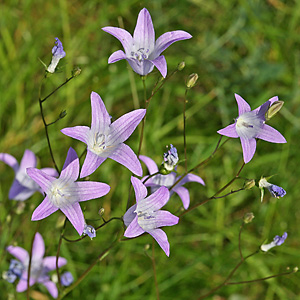 Campanula patula