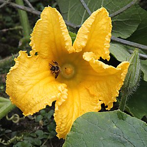 Cucurbita pepo