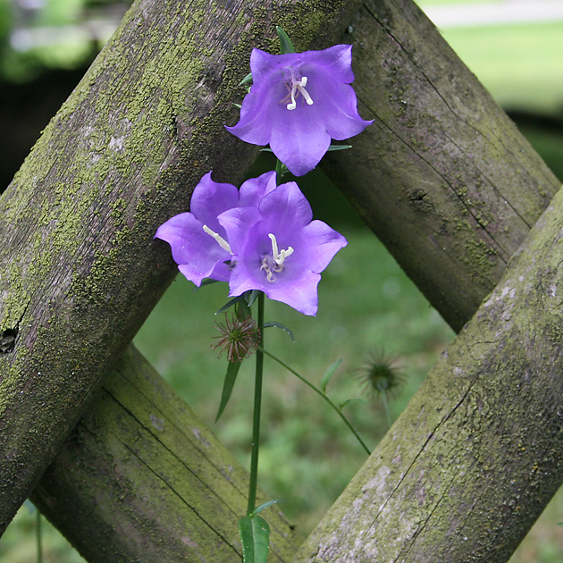 Campanula persicifolia