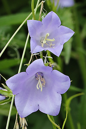 Campanula persicifolia