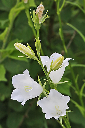 Campanula persicifolia