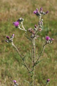 Cirsium palustre Cirsium palustre